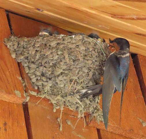 BASWfeedgnestlings7200CRREDSZ