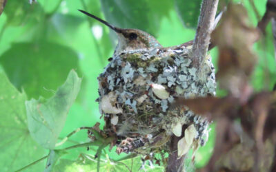 Which Bird might I see today? – SPRING – NESTS