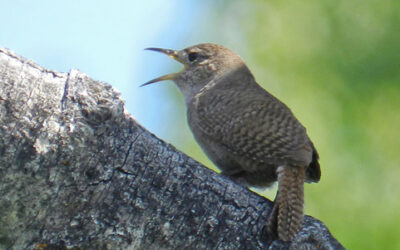 What Bird Might I See Today? – SUMMER – Northern House Wren