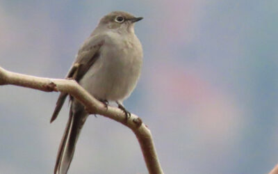Which Bird might I see today? – FALL Townsend’s Solitaire