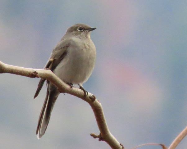 Which Bird might I see today? – FALL Townsend’s Solitaire