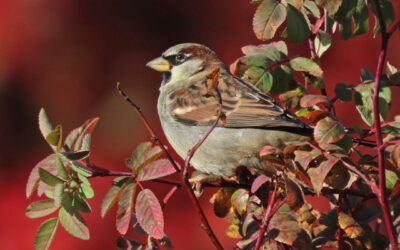Which Bird might I see today? – WINTER – COMMON URBAN BIRDS: House Sparrow and European Starling